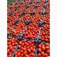 Реализуем помидор доставка в любой регион томаты оптом