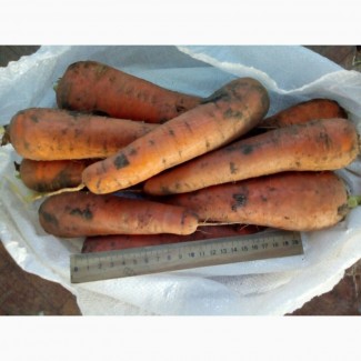 Морковь сорт Абако и Харизма