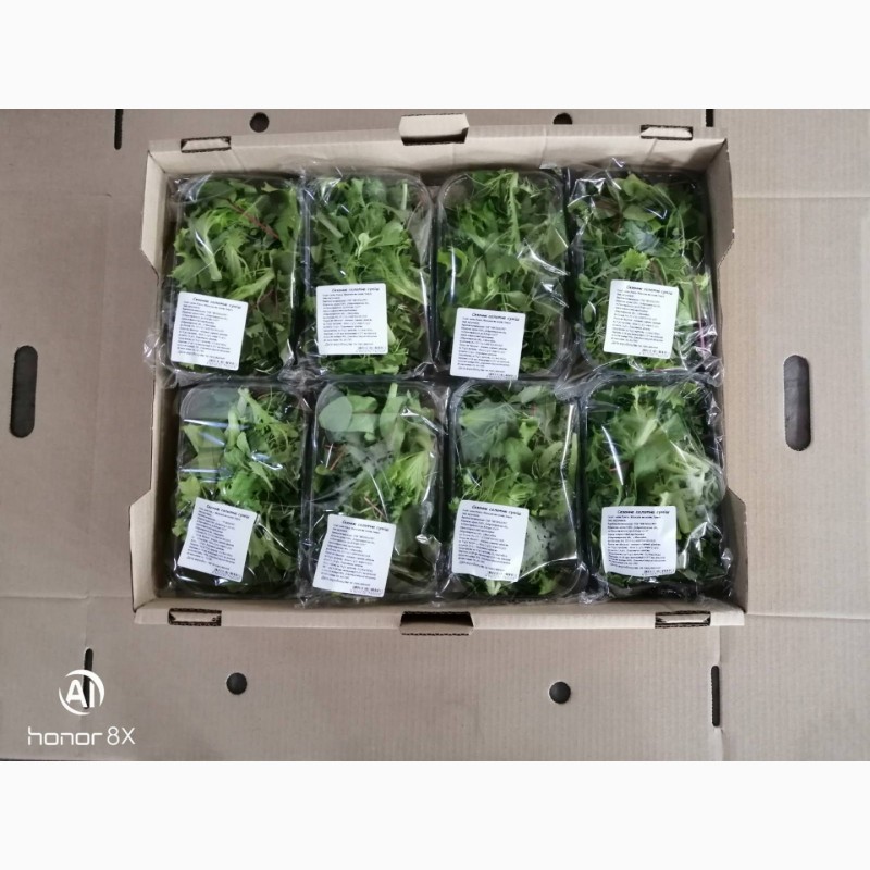 Фото 7. Продам салат-рукола, мангольд, корн, латук-смеси и моно, так же салат-латук в горшочках