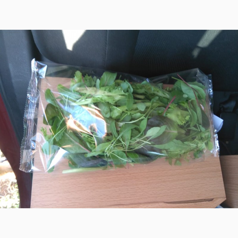 Фото 2. Продам салат-рукола, мангольд, корн, латук-смеси и моно, так же салат-латук в горшочках