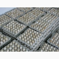 Яйце інкубаційне бройлер Росс-308