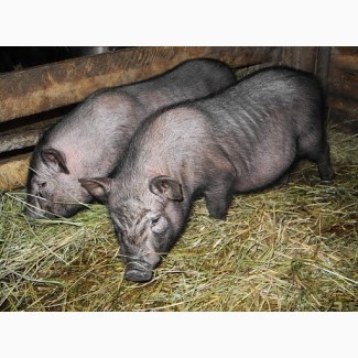 М#039;ясо в#039;єтнамських свиней