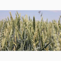 Посівний матеріал озимої пшениці МЕСКАЛЬ (1репродукція)