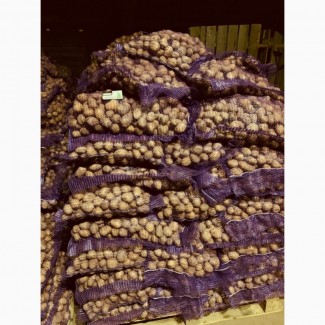 Продам Семенной картофель, сорт Коломбо, Аризона