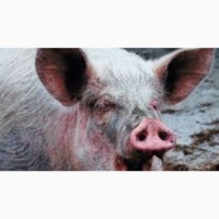 Мясо свинины Одесса заказать с доставкой