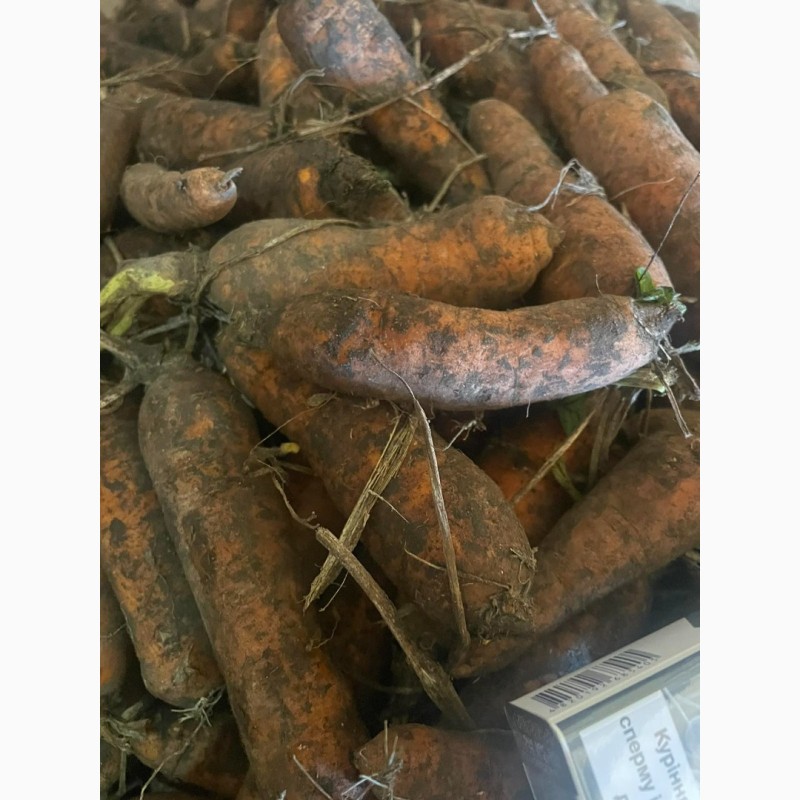 Фото 2. Продаємо моркву 2 сорт грн/кг