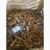 Продаємо моркву 2 сорт грн/кг