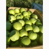 ВЕЛИКЕ сортове яблуко Семеренка 7 грн