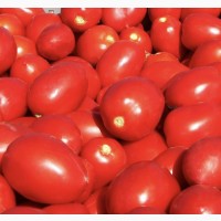Продам помідори сливка з Миколаєва, знаходимось у місті Львів