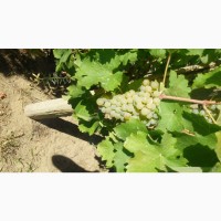 Виноград Савиньон Блан белый (винный)