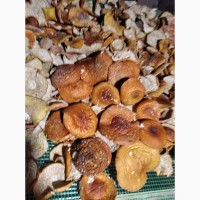 Сушені дикорослі гриби