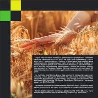 BG Klimatika (пшениця озима) Durum Seeds