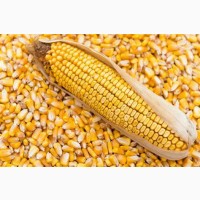 Продам кукурудзу 1500 тонн, Чернігівська область, Велика Дівиця