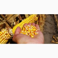 Продам кукурудзу 1500 тонн, Полтавська обл, Гадяч