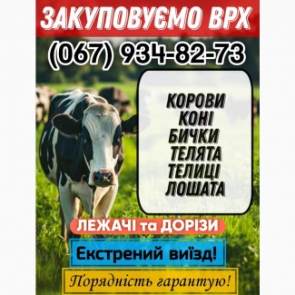 Закупівля ВРХ/Перевезення ВРХ(корови, бички)