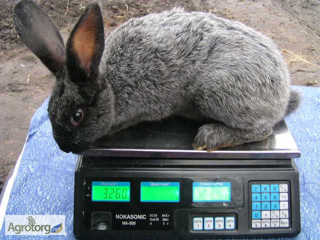 Фото 2. Продаю кроликов породы серебристый (полтавское серебро, европейское серебро, БСС)