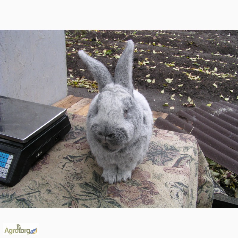 Фото 4. Продаю кроликов породы серебристый (полтавское серебро, европейское серебро, БСС)