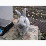 Продаю кроликов породы серебристый (полтавское серебро, европейское серебро, БСС)