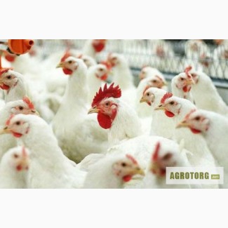 Продам курчата БРОЙЛЕРИ підрощені під замовлення
