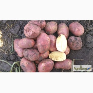 Картопля ,,Ред Скарлет,, і ,,Латона,, є насінева та велика
