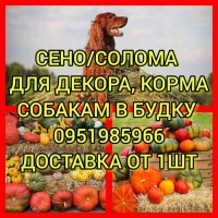 Сено солома для декорации, собакам в вольер на подстилку, для корма животным с доставкой