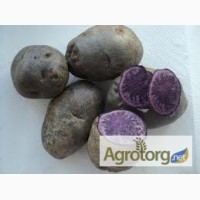 Продам картоплю кольорову при розрізі м якоть фіолетова