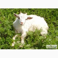 Продажа коз, козы, продам коз, козлы, козлята, опт, договорная, дойные