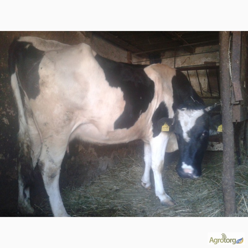Продам корову — Agrotorg