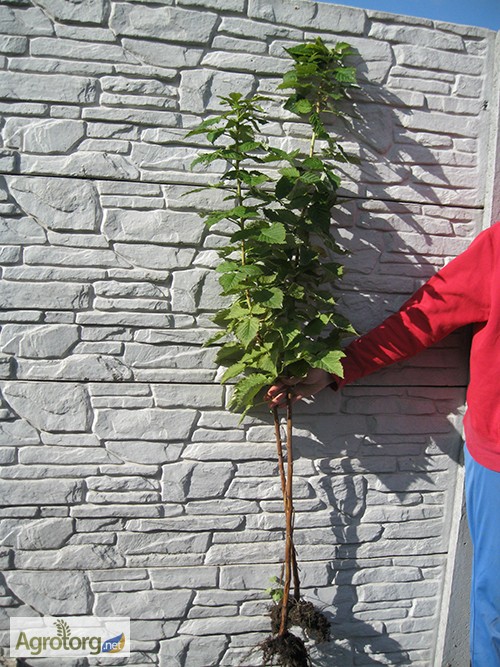 Фото 6. Малина, малиновое дерево таруса, купить тарусу дешево можно у нас