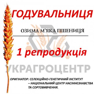 Насіння озимої пшениці ГОДУВАЛЬНИЦЯ ОДЕСЬКА 1 репродуція 2024р