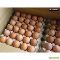 Продаем оптом яйцо куриное 1С