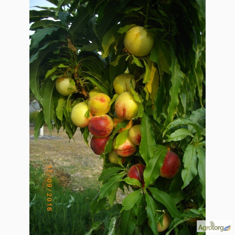Фото 5. Саженцы колоновидных плодовых деревьев