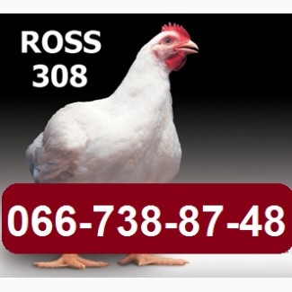 Инкубационное яйцо РОСС-308 (ROSS-308), РОС-708, Цыплята кур бройлеров