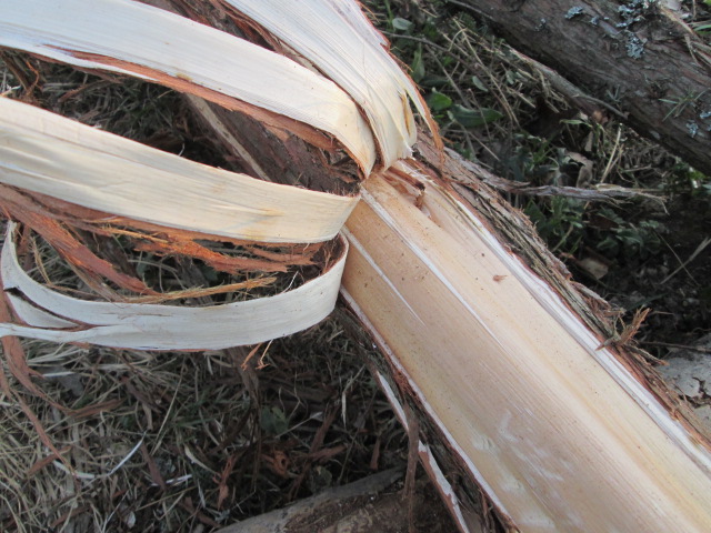 Фото 2. Можжевельник древесина, ветки, иглы