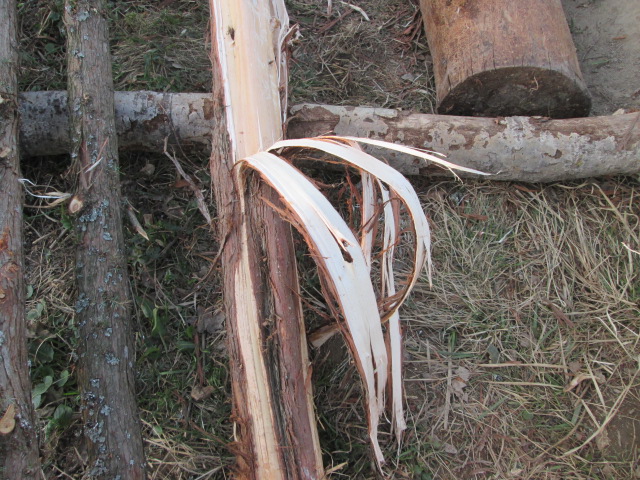 Фото 3. Можжевельник древесина, ветки, иглы