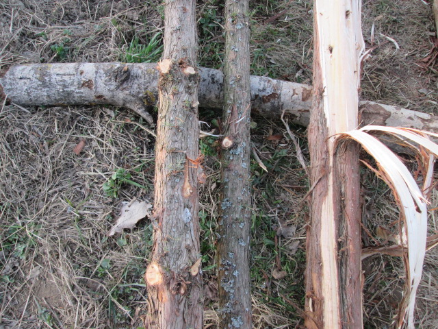 Фото 4. Можжевельник древесина, ветки, иглы