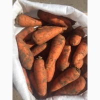 Продам морковь Абако 1 сорт (нал, безнал) доставка
