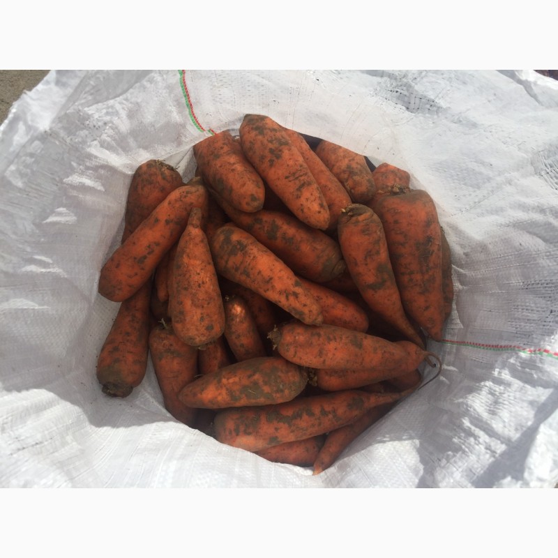 Фото 5. Продам морковь Абако 1 сорт (нал, безнал) доставка