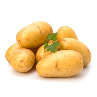 Продам картоплю в оптових об#039;ємах продам картоплю оптом в наявності посадкова картопля