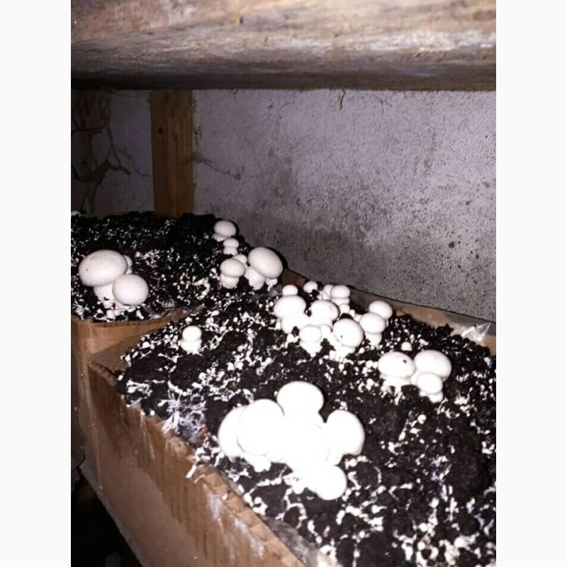 Фото 10. Набор для выращивания грибов шампиньонов