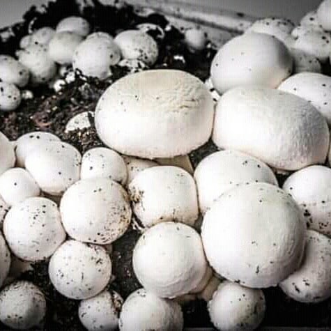 Фото 7. Набор для выращивания грибов шампиньонов