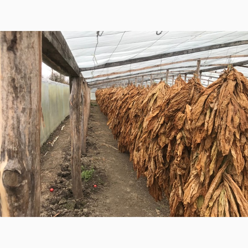 Фото 3. Тютюн 2018 урожайного року середньої важкості ВИРДЖИНИЯ