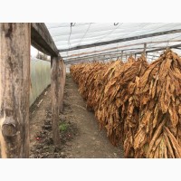 Тютюн 2018 урожайного року середньої важкості ВИРДЖИНИЯ