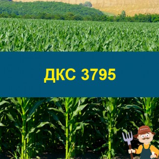 Насіння кукурудзи ДКС 3795
