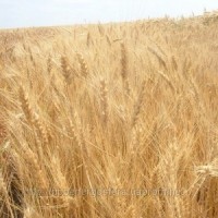 Продам насіння ярої пшениці Русалка