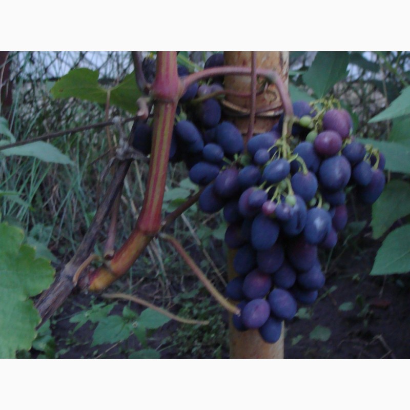 Фото 3. Продам саженцы столовых сортов винограда