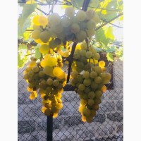 Продам саженцы столовых сортов винограда