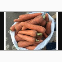 Продам морковь сорт Абако свежий