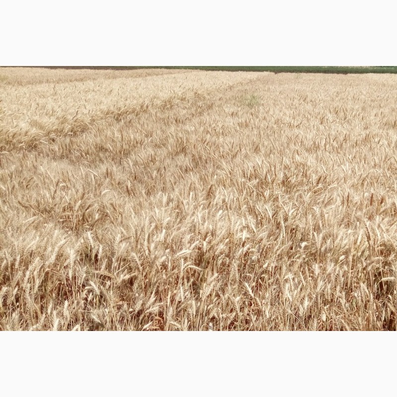 Фото 3. Насіння пшениці озимої Гурт, 100-115 ц/га