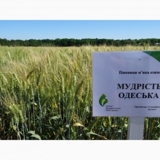Семена экстрасильной пшеницы Мудрость Одесская